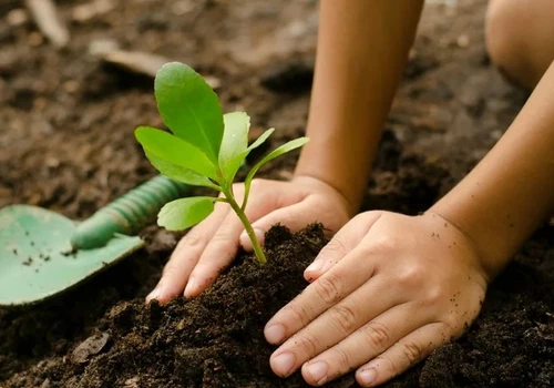 Как сохранить плодородность почвы